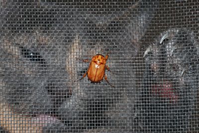 katzensichere fliegengittertür